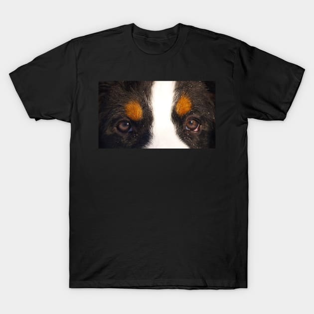 bernese mountain dog rust eyes T-Shirt by Wanderingangel